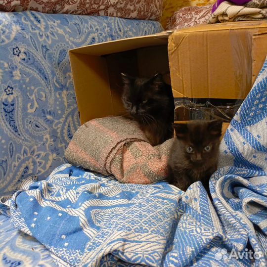 Черный котенок девочка в добрые руки
