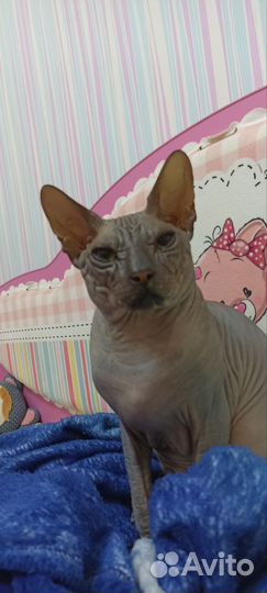 Донской сфинкс вязка