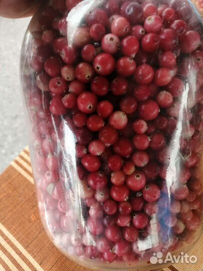 Клюква свежая