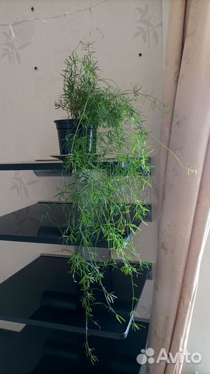 Аcпарагуc Шпpeнгepа