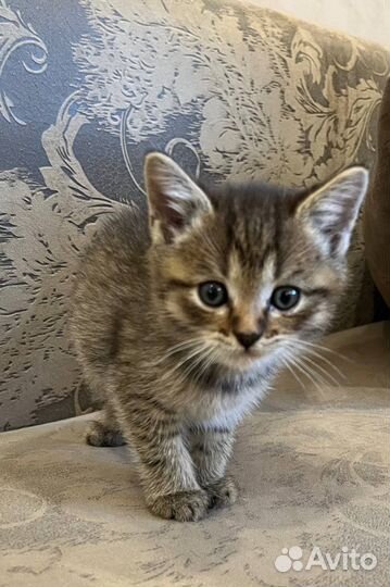 Котята в добрые руки приучены к лотку