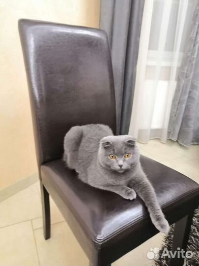 Шотландская вислоухая кошка