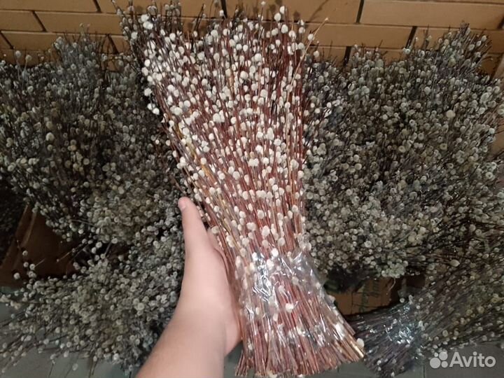 Верба оптом