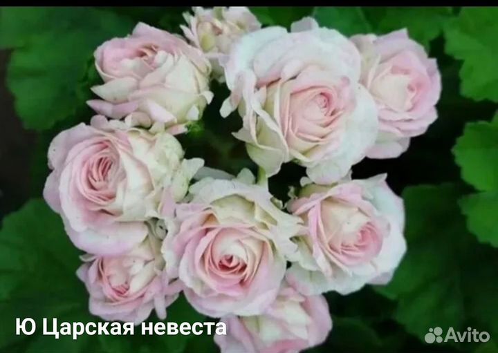 Пеларгония герань