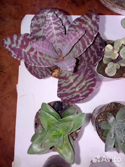 Суккуленты