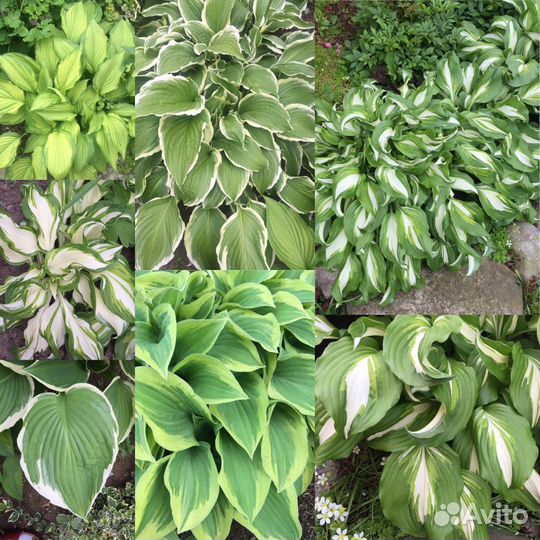 Хосты из моего сада