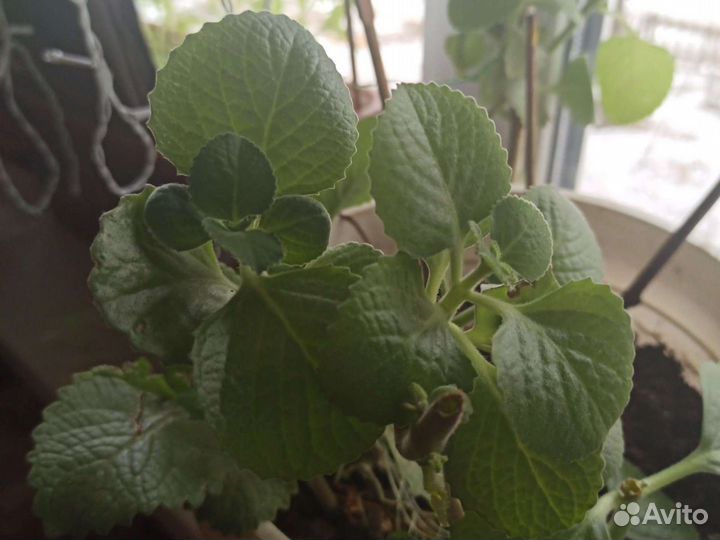 Комнатные цветы