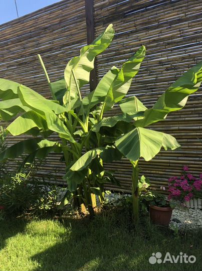 Банановые Пальмы