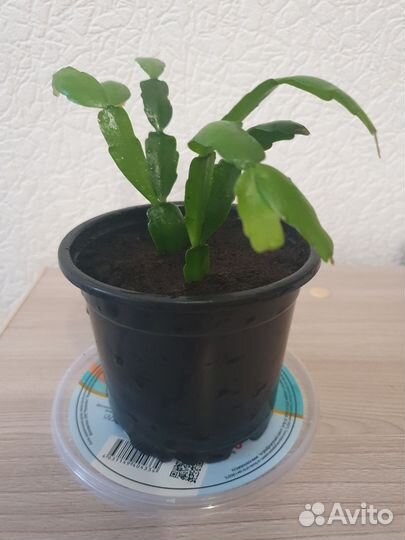 Декабрист шлюмбергера