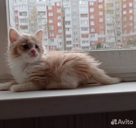 Котенок