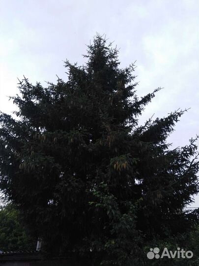 Ель живая большая