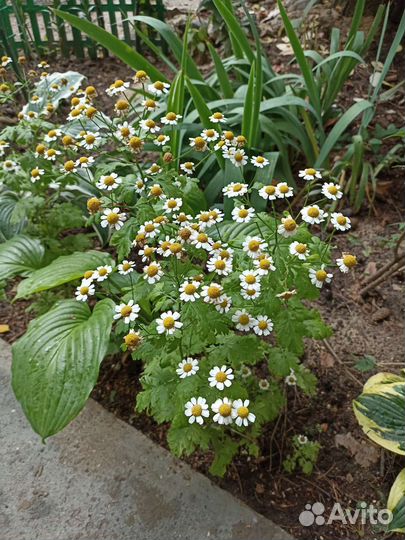 Ромашка мини