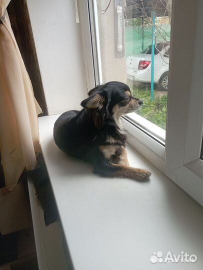 Вязка собак чихуахуа