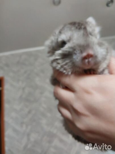 2 шиншиллы