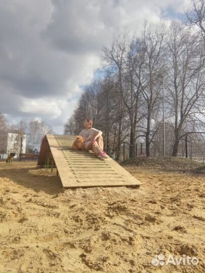 Собаки возьмите