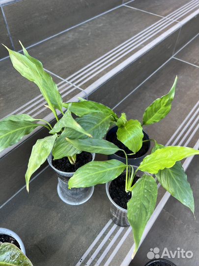 Спатифиллум