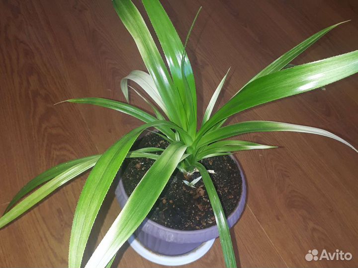 Комнатные цветы. Панданус