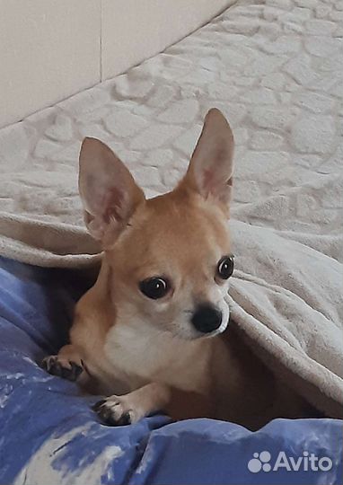 Вязка кобель чихуахуа