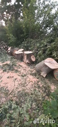 Спил деревьев