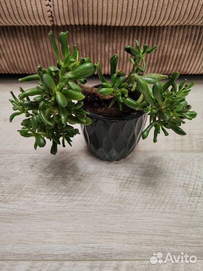 Крассула хоббит