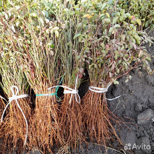 Подвой для роз,шиповник не колючий от 1тыс штук