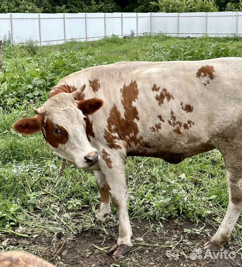 Телки стельные