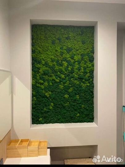 Ягель натуральный