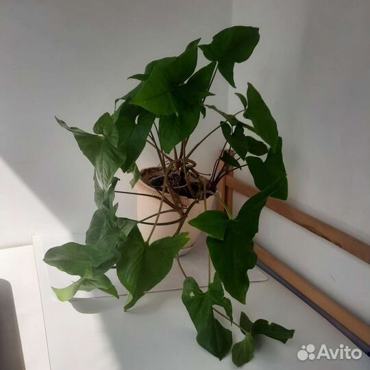 Растение Сингониум