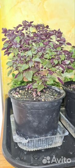 Базилик Пурпурный шар(мелколистный) многолетний