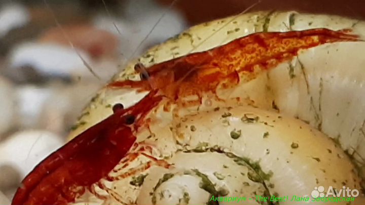 Креветки, пецилии, моллинезии