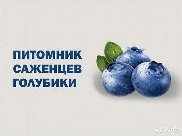 Голубика сорт Спартан