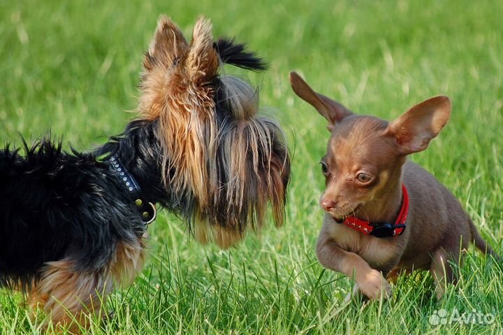 Передержка собак мелких и средних пород