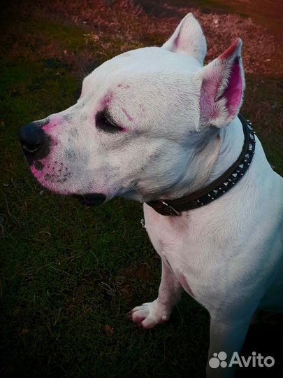 Вязка стаффордширский терьер