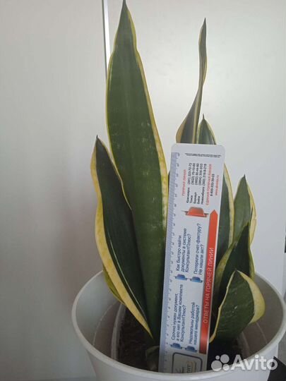 Сансевиерия Futura Black Gold