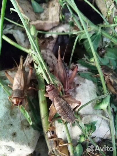 Сверчок банановый