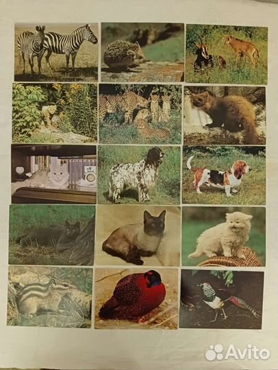 Советские открытки все чистые 10р за открытку