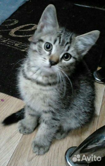 Котята