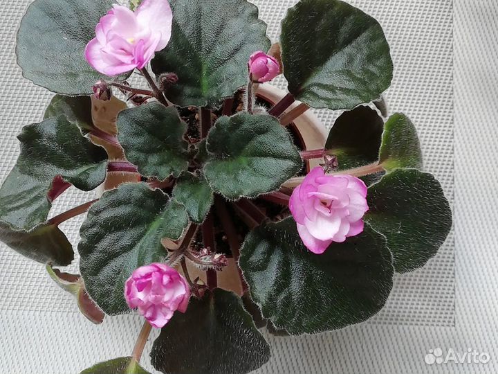 Фиалки сортовые (укорененные листья)