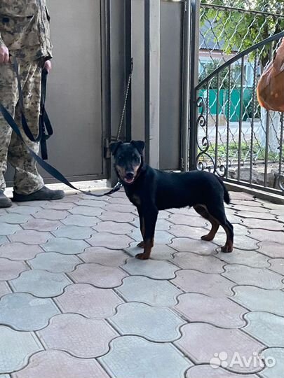 Немецкий ягдтерьер