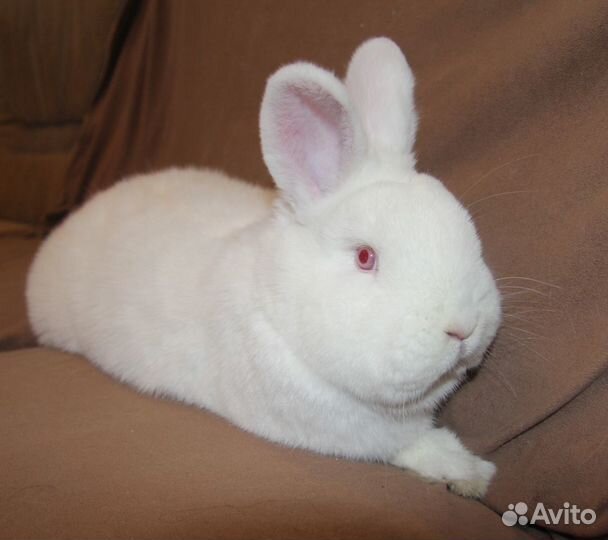 Кролики нзб