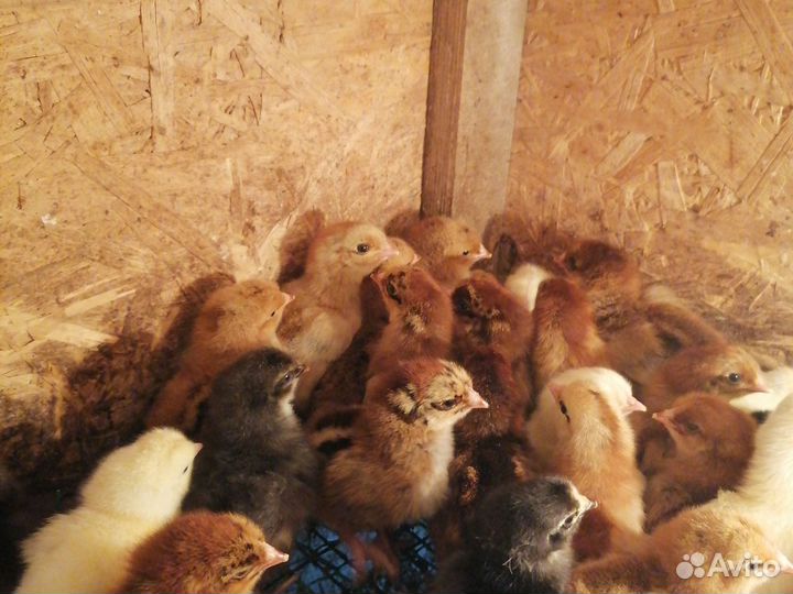 Гусята. Муларды. Индоутята. Утята. Цесарята