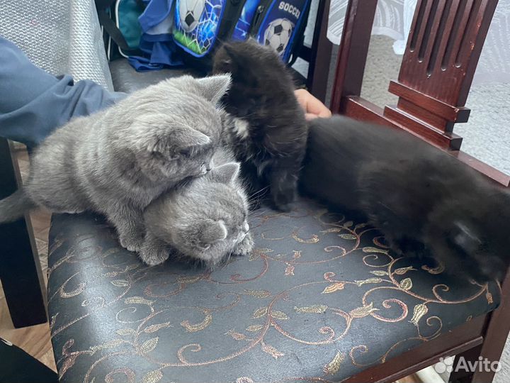 Кошки в добрые руки