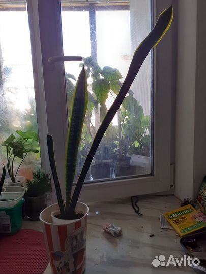 Сансиверия. Тещин язык