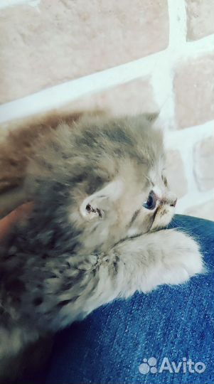 Британский длинношерстный котенок