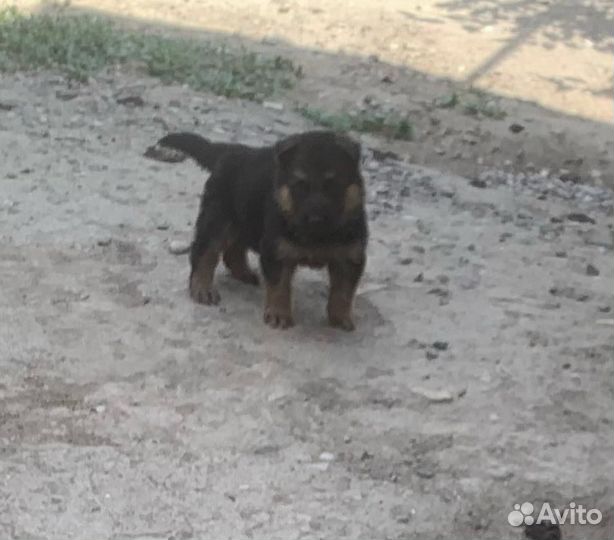 Щенки немецкой овчарки