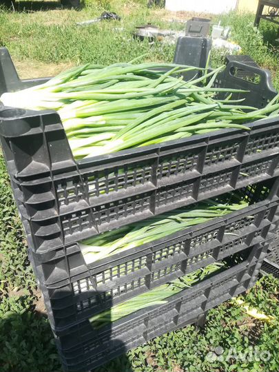 Укроп и зеленый лук от 1 кг