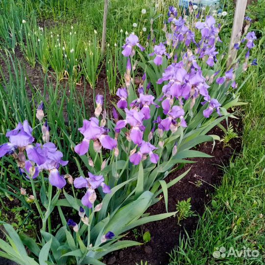 Ирисы