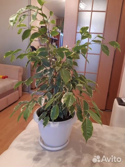 Фикус бенджамина пестролистный