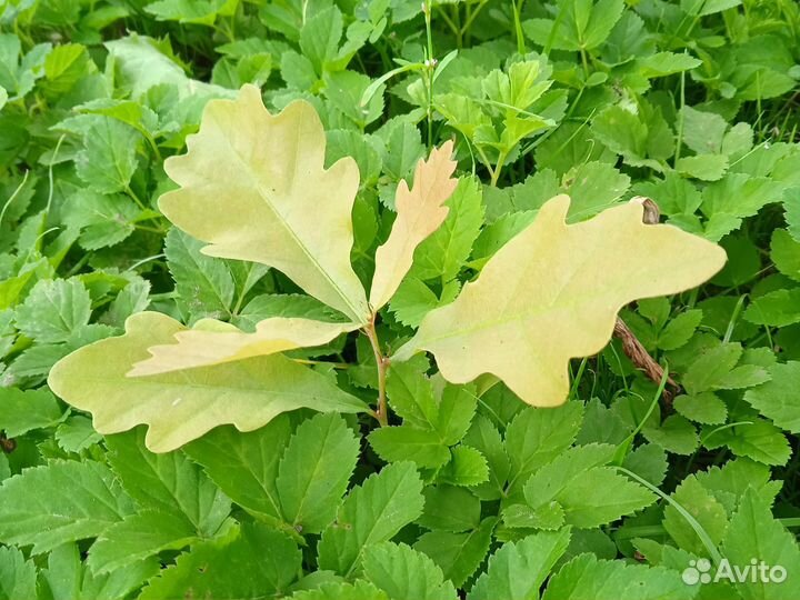 Саженцы дуба и орешки каштана