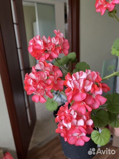 Пеларгония, молочай и другие цветы